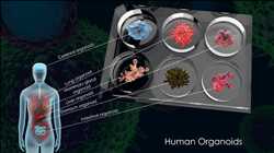 Global Human Organoids Market Growth