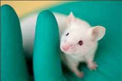 Globaler Markt für humanisierte Maus- und Rattenmodelle