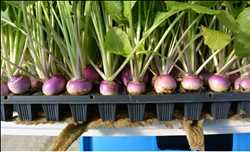 Global Hydroponic Vegetables Market Insight