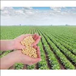 Global Plant Sterol Esters Market Forecast