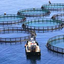 Aquaculture Market