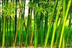 Globaler Bambusmarkt