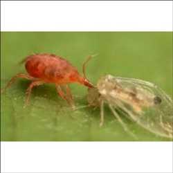 Biocontrol Agents Market