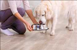 Globaler Markt für Diabetes-Pflege bei Haustieren