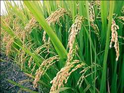 Globaler Markt für Reissamen