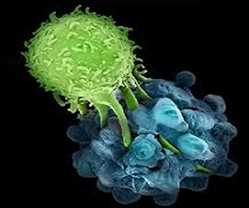 Global Small Molecule Targeted Cancer Therapy Market