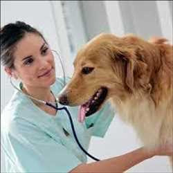 Veterinary Anti-Infectives Market