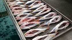 Global Fish Processing Market
